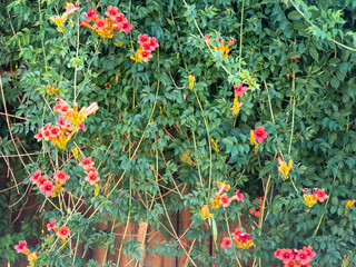 Obraz premium flowers in the garden