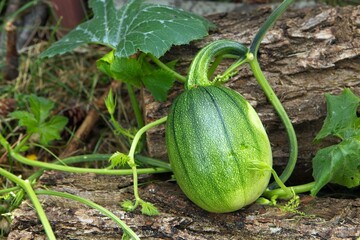 Large squash in the garden.