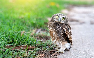 Brown Eagle Owl.An eagle owl on Green blurred background.Great gray owl on a Green grass background.Bird on road.