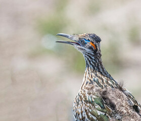 Greater Roadrunner Geococcyx californianus closeup
