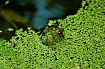 A Frog And His Pond 3