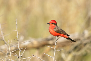 Red bird 1