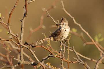 crested bird