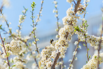 bumblebee on apple or cherry blossoms on a warm spring day, selective focus
