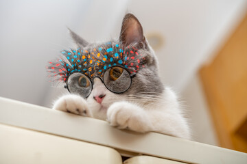 low angle view cute british shorthair cat wearing funny eyeglasses with beautiful eyelashes