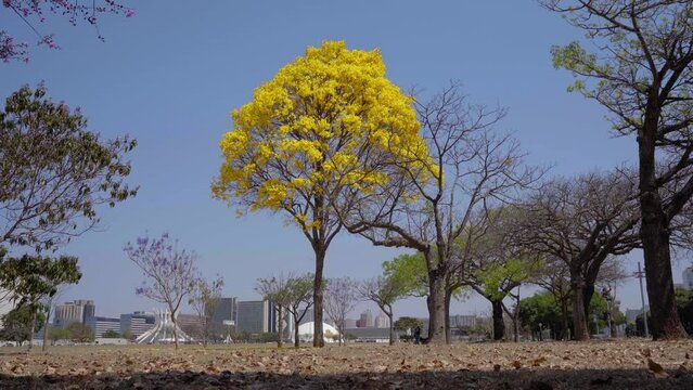 Ground view of a yellow flowering ipe tree with blue sky, golden trumpet tree