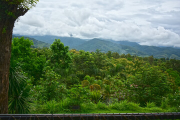 Scenery of trees, forests and mountains. © Diamon jewelry