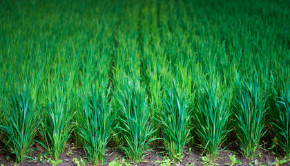 Young green wheat on an agricultural field. Close-up selective focus.