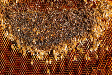 Disorder of the bee colony. Dead bees on empty combs.