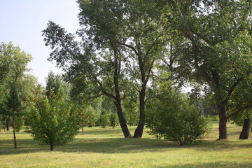 Obraz premium landscape in the summer park on a sunny day