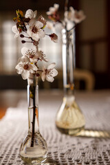 decoration, glass tubes for medicinal use used as a vase with cherry blossom branches