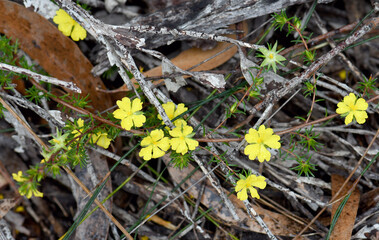 Yellow flowers of the Australian native Hibbertia fasciculata, family Dilleniaceae, growing in Sydney heath, NSW. Endemic to heath and sclerophyll forest of NSW, Victoria and Queensland coast