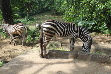 Fototapeta na wymiar a zebra eating at the zoo