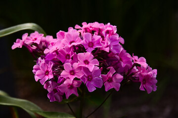 pink and purple flowers