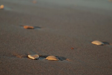 leaves on the beach