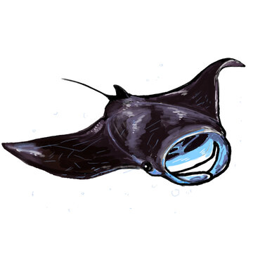 Giant Oceanic Manta Ray