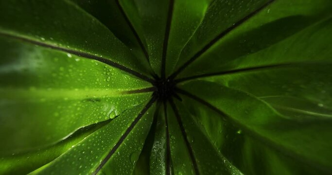 Slider shot of natural texture leaves on black bacground
