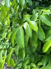 Green banyan leaf in nature garden