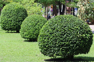 Cambodia.  Decoratively trimmed trees in a park in Siem Reap.