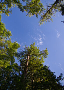 trees and sky