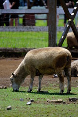 Fototapeta premium のんびりと草を食べる羊