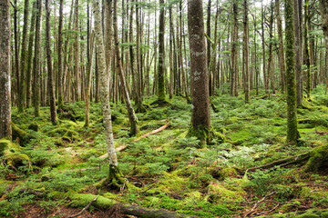 北八ヶ岳　苔むす森　トレッキング　長野県　日本