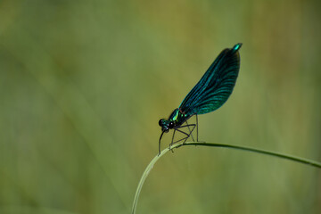 male beautiful demoiselle (Calopteryx virgo)