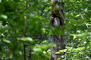 tawny owl (Strix aluco), perched in a tree hollow, Bavaria, Germany