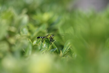 A female eastern pondhawk dragonfly among the leaves
