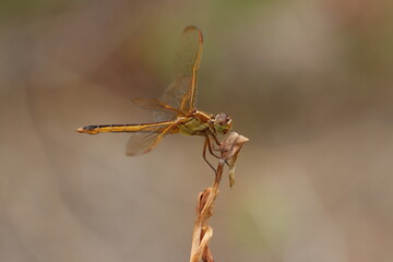 Closeup profile of a skimmer dragonfly