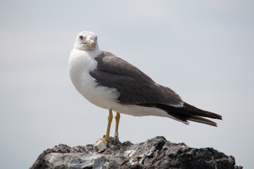 Black-tailed seagull with leg tag standing on rock