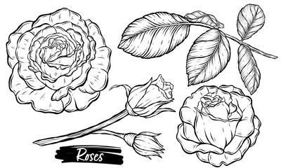 Hand-drawn vector line art illustration of Roses, rosebud, and leaves - obrazy, fototapety, plakaty