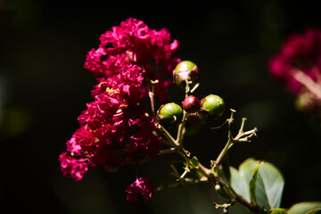 deep pink flowers