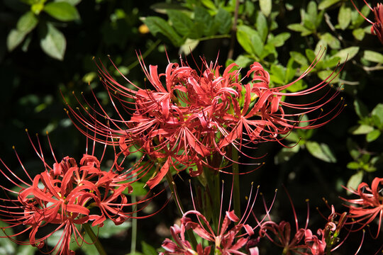 red and yellow flower