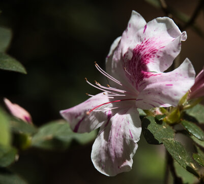pink and white flower
