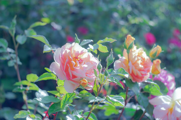Fototapeta na wymiar Roses in the park on a blurred background.