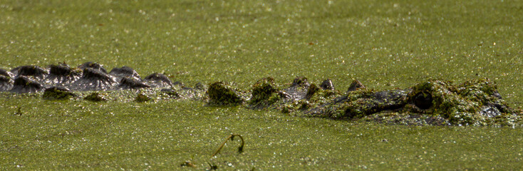 alligator swimming in slimy pond