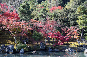 京都大本山天龍寺の日本庭園の紅葉風景