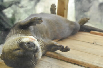 sleeping otter
