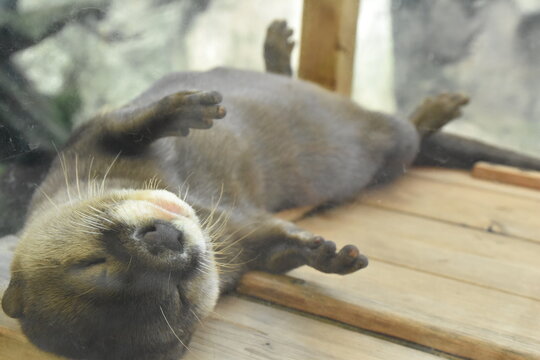 sleeping otter