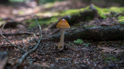 closeup of a yellow mushroom stood erect in a mountain in Stowe, Vermont