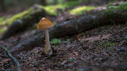 closeup of a yellow mushroom stood erect in a mountain in Stowe, Vermont