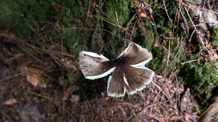 Closeup of a grey mushroom in the mountain in Stowe, Vermont