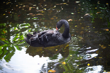 Fototapeta premium The black swan Cygnus Stratus swims in the pool during summer.