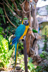 The parrot perched on the iron in the zoo. Regarding the habitat, parrots originally from the Southern of America which are tropical countries.