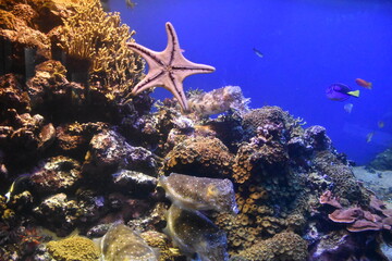 starfish in the sea