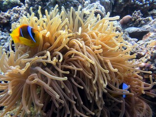 Naklejka na ściany i meble coral reef in aquarium