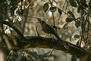 robin on a branch
