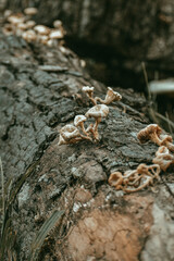 fungus on tree trunk