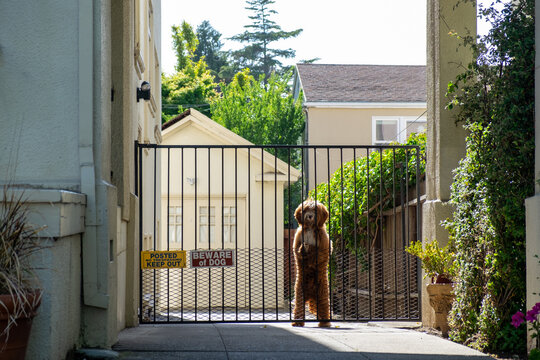 Beware Of A Dog In Front Of A House